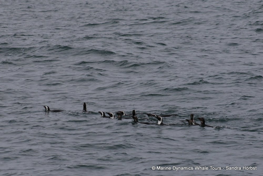 penguins, whale watching, gansbaai, south africa,