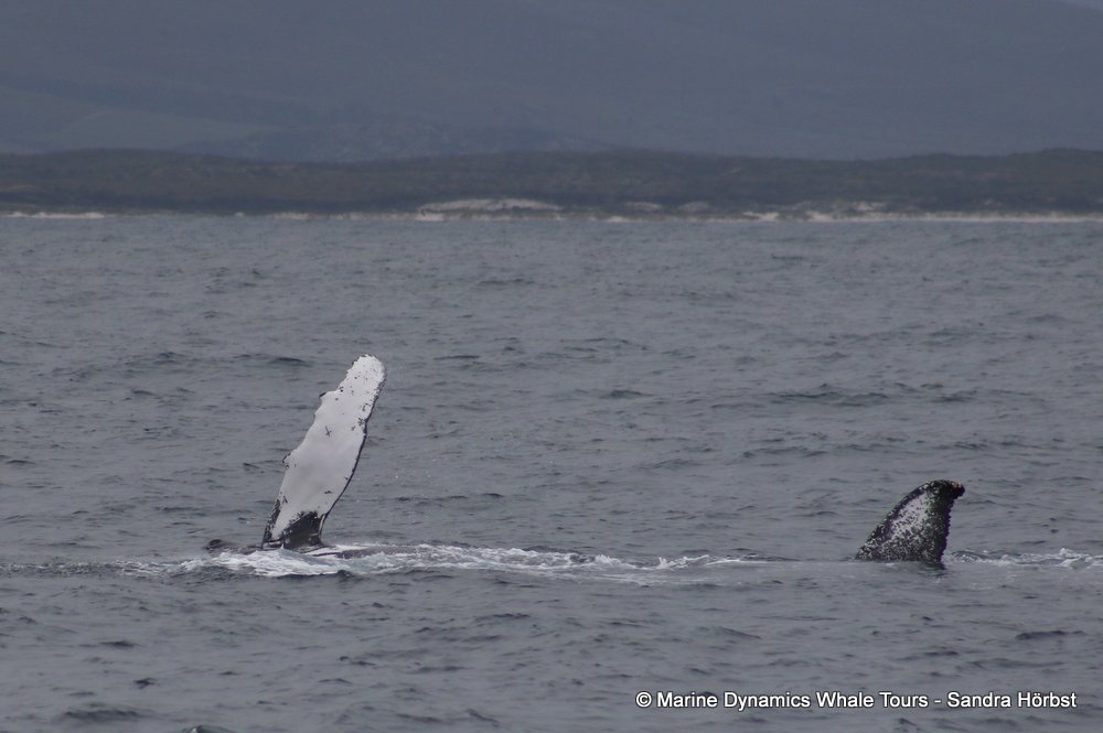 humpback whale, whale watching, gansbaai, south africa