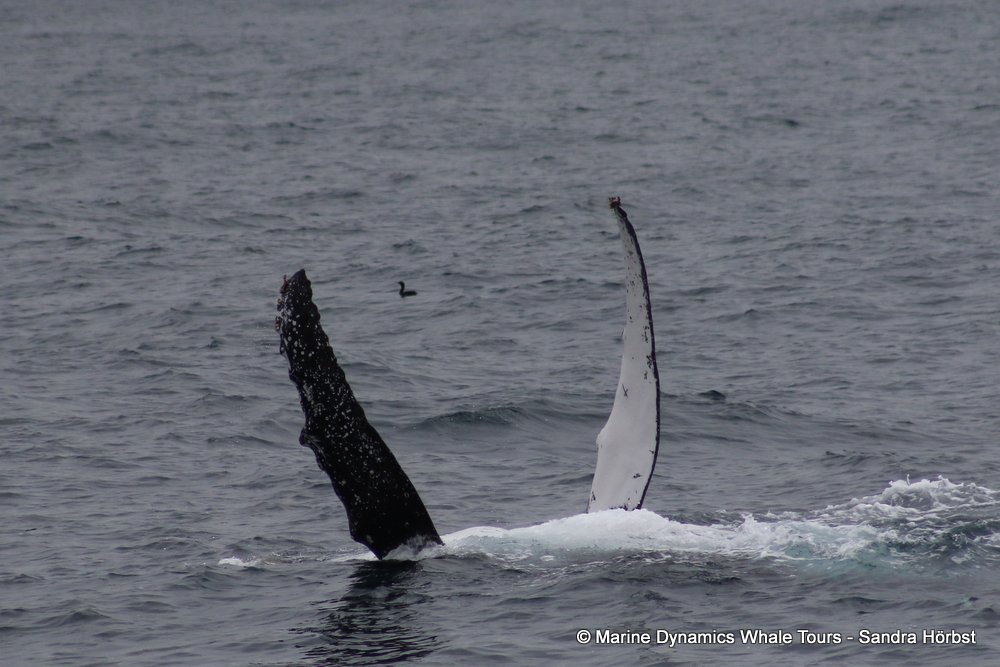humpback whale, whale watching, gansbaai, south africa