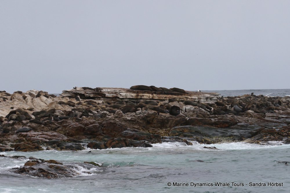 cape fur seal, whale watching, gansbaai, south africa