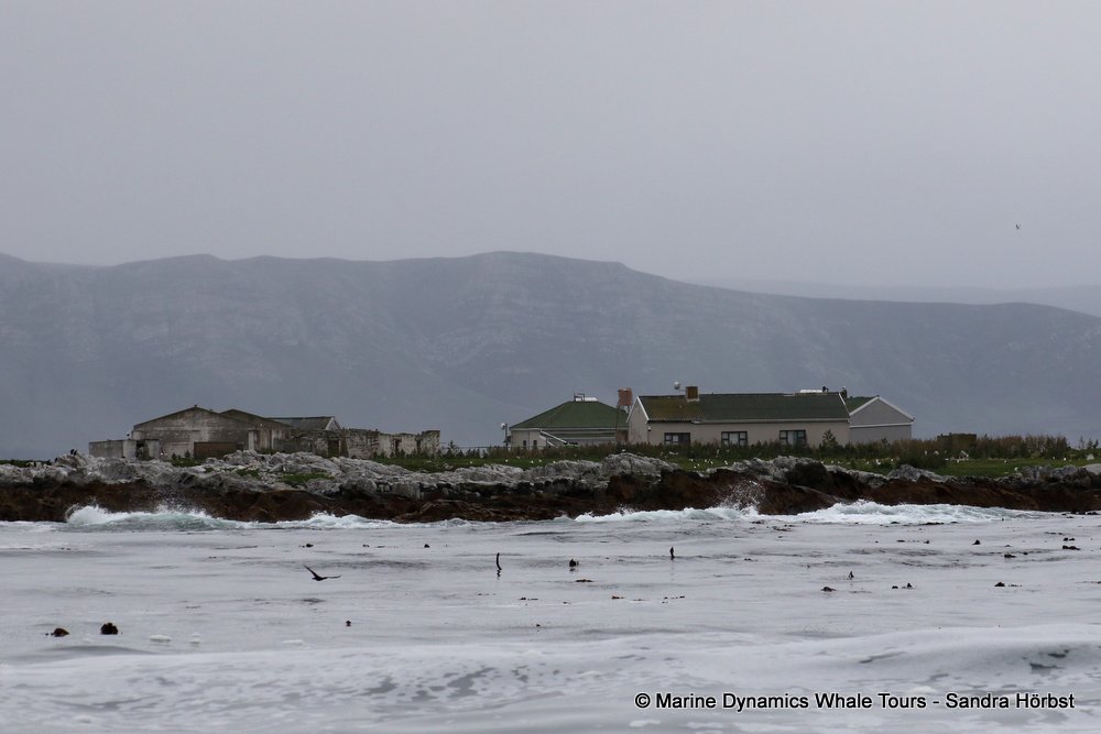 dyer island, whale watching, gansbaai, south africa,