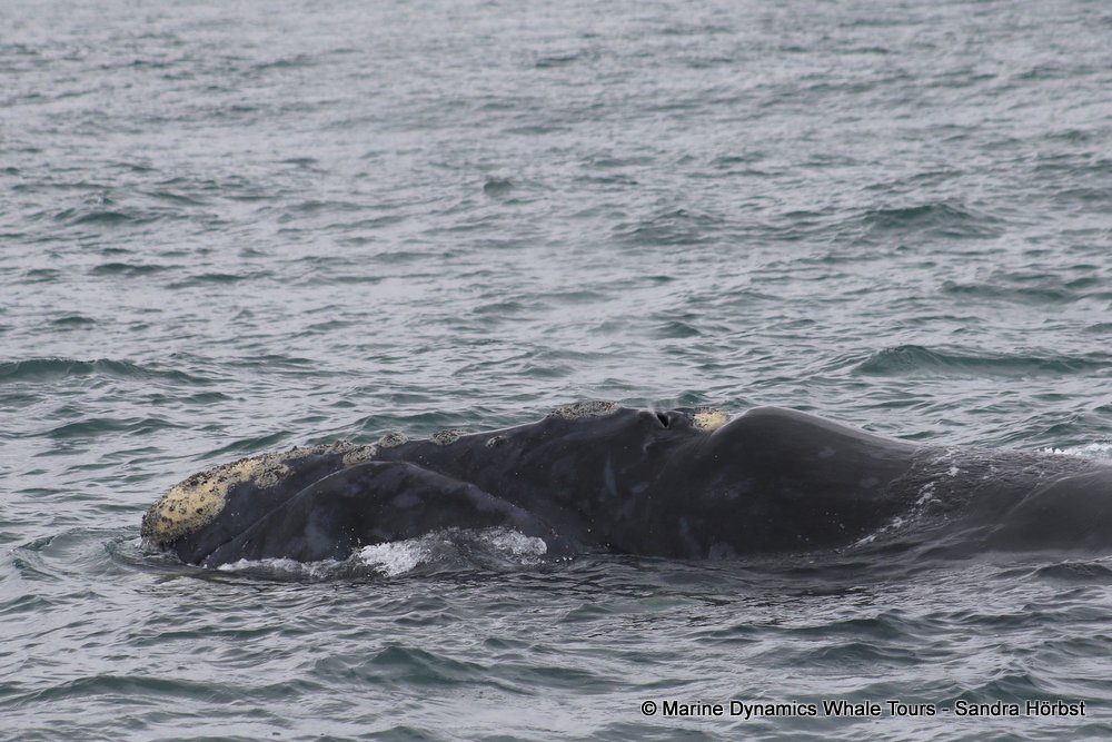 Southern right whale, whale watching, gansbaai, south africa,