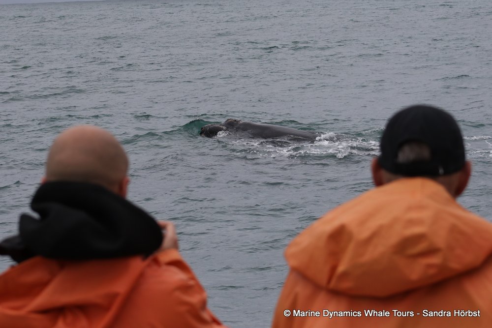 Southern right whale, whale watching, gansbaai, south africa,