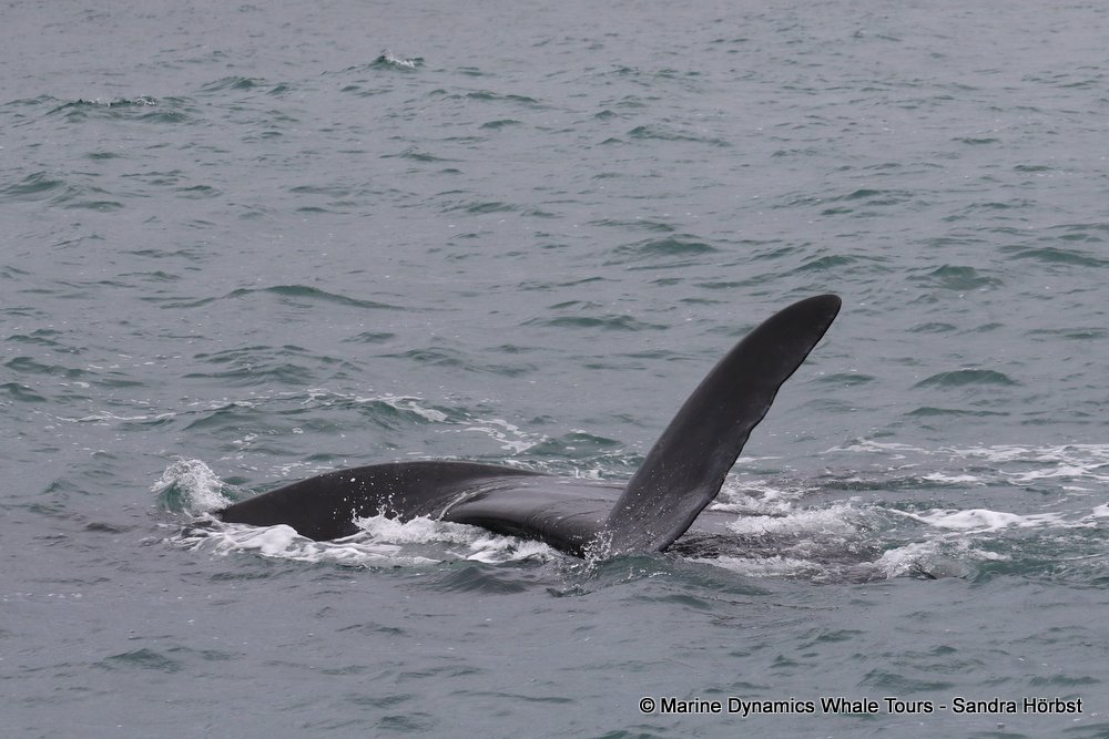 Southern right whale, whale watching, gansbaai, south africa,