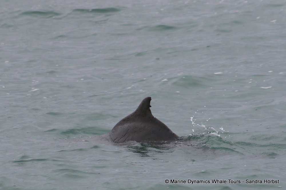 humpback dolphin, whale watching, gansbaai, south africa