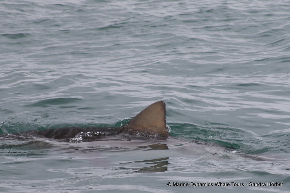 bronze whaler shark, whale watching, gansbaai, south africa,
