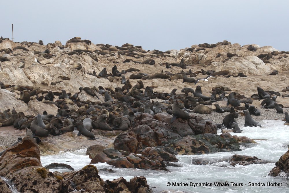 cape fur seal, whale watching, gansbaai, south africa