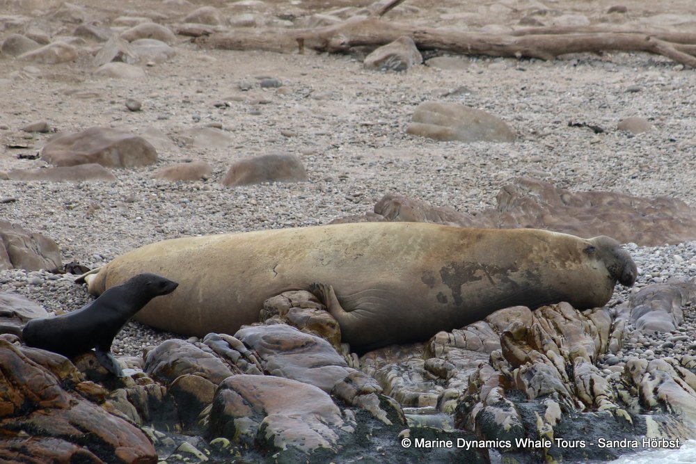 elephant seal, whale watching, gansbaai, south africa