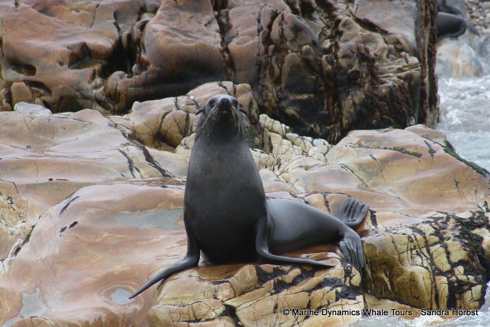 cape fur seal, whale watching, gansbaai, south africa