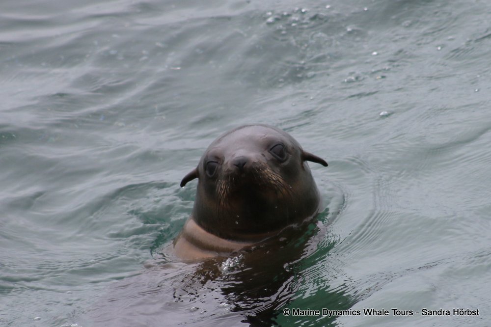 cape fur seal, whale watching, gansbaai, south africa