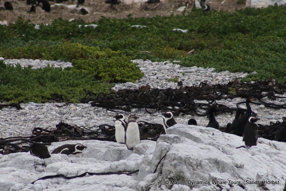 penguins, whale watching, gansbaai, south africa,