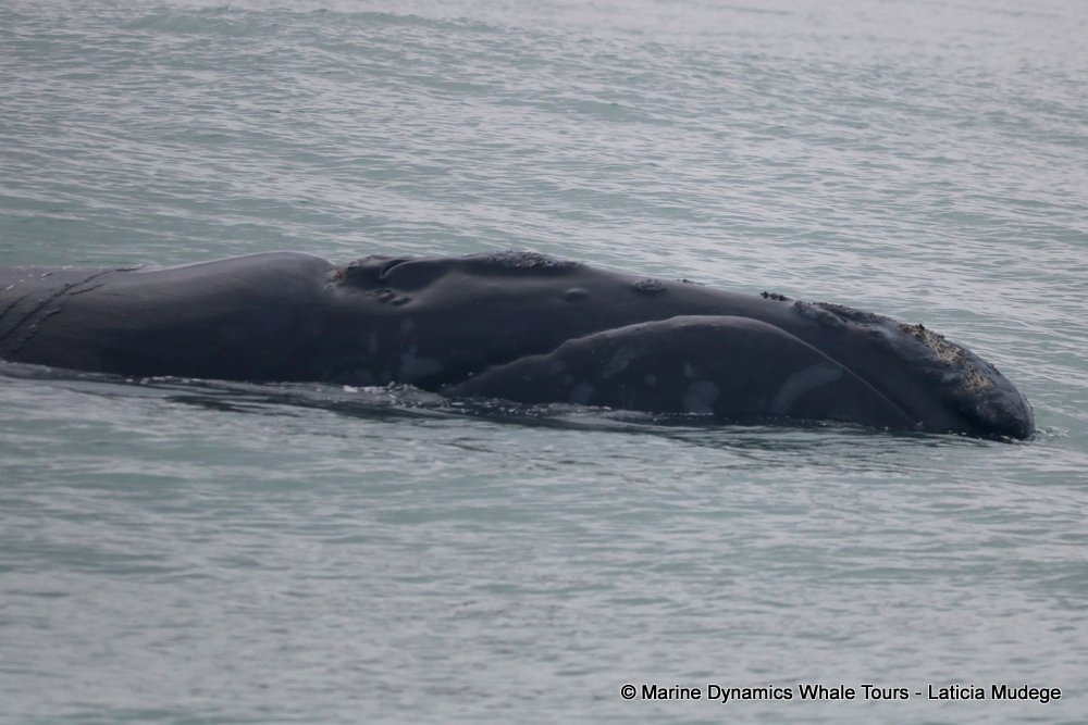 Southern right whale, whale watching, gansbaai, south africa,