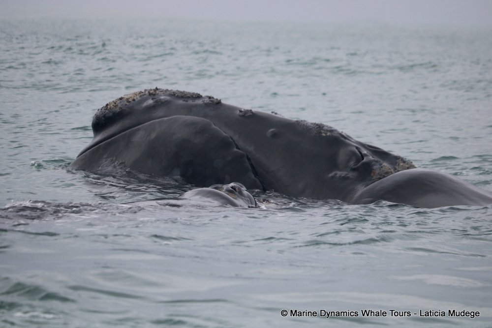 Southern right whale, whale watching, gansbaai, south africa,