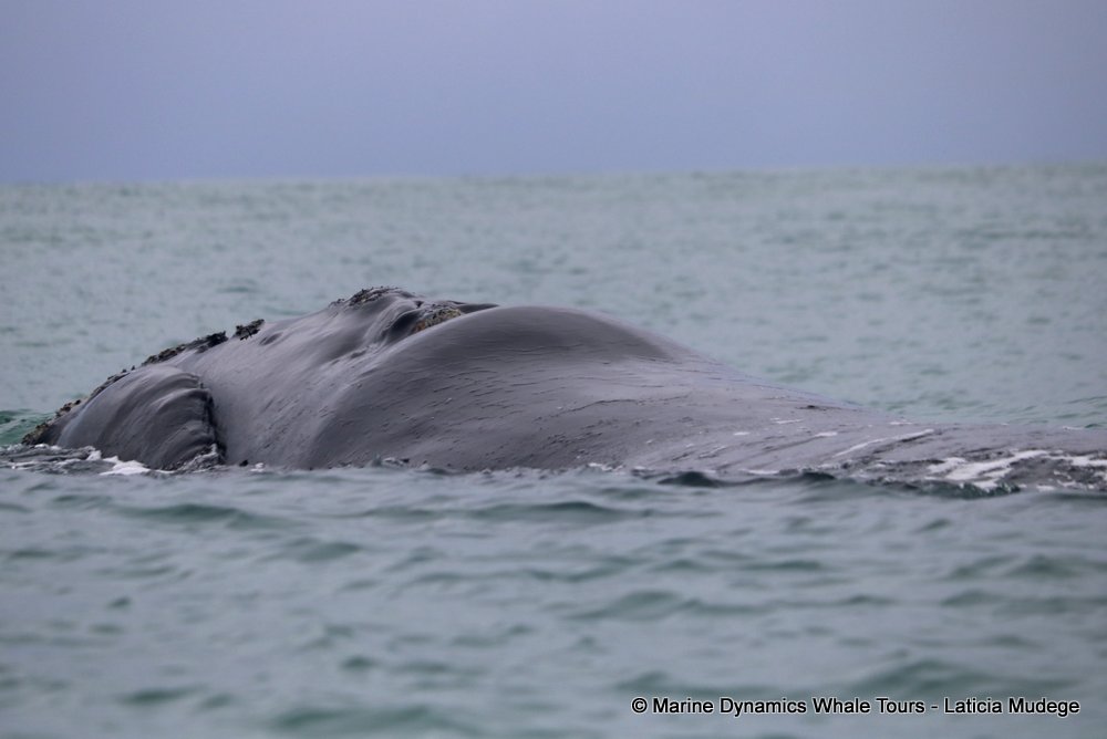 Southern right whale, whale watching, gansbaai, south africa,