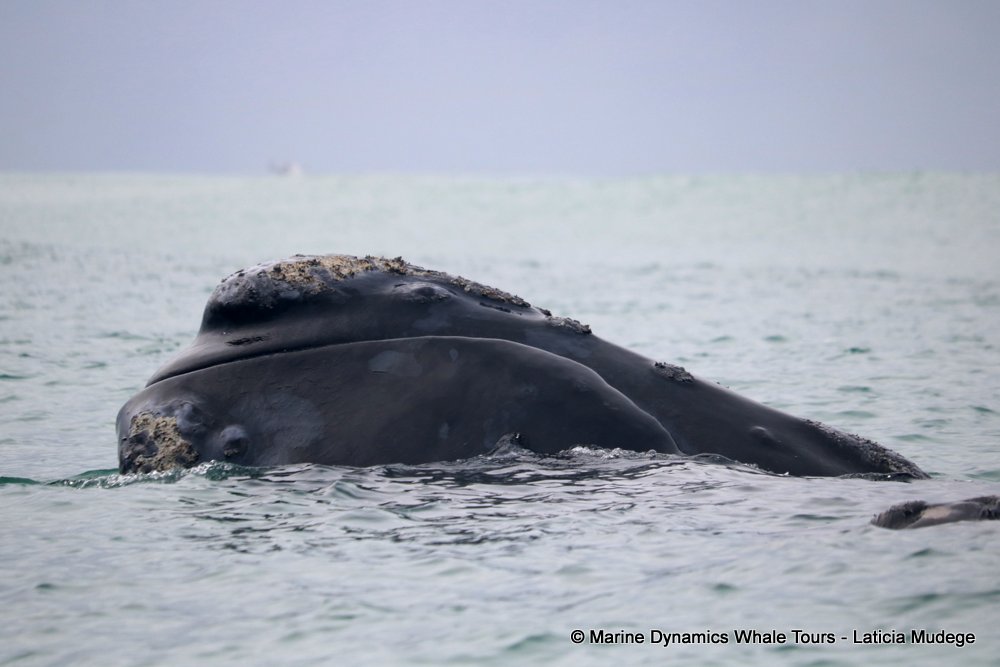 Marine Big 5 Daily Blog 18 October