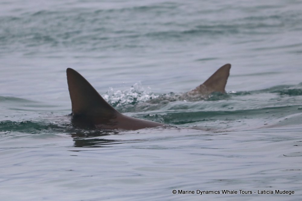 bronze whaler shark, whale watching, gansbaai, south africa,