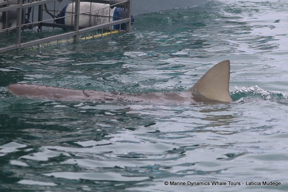 bronze whaler shark, whale watching, gansbaai, south africa,