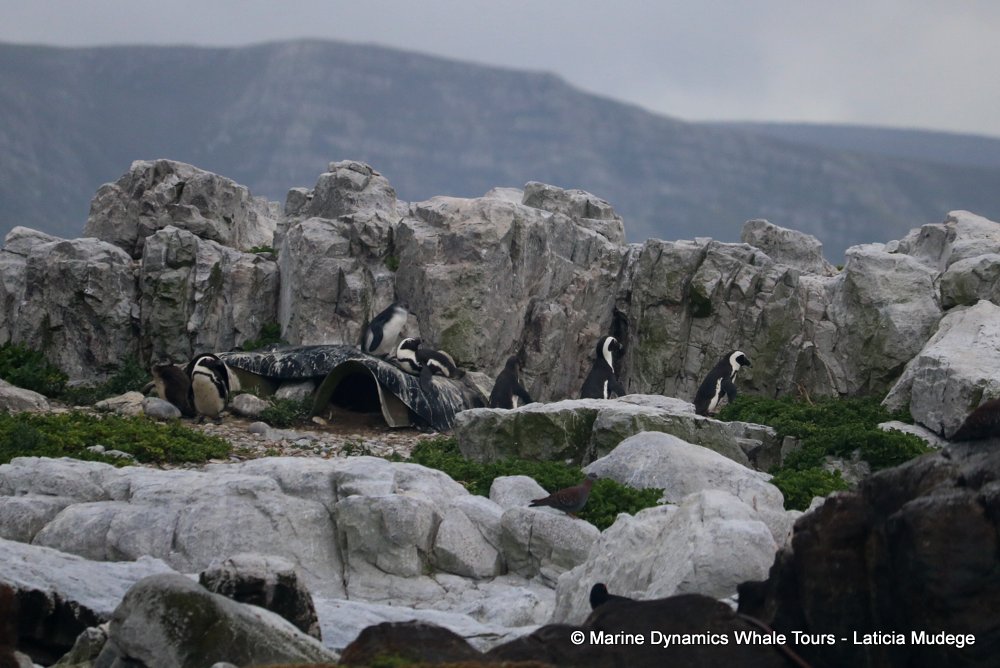 african penguin, whale watching, gansbaai, south africa