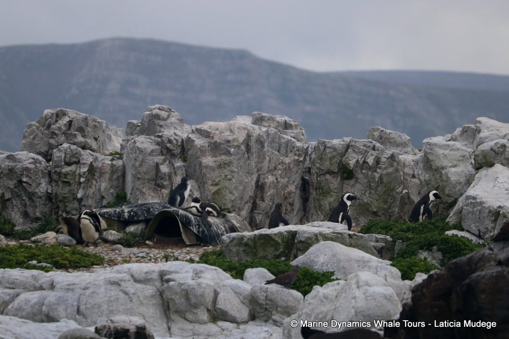african penguin, whale watching, gansbaai, south africa