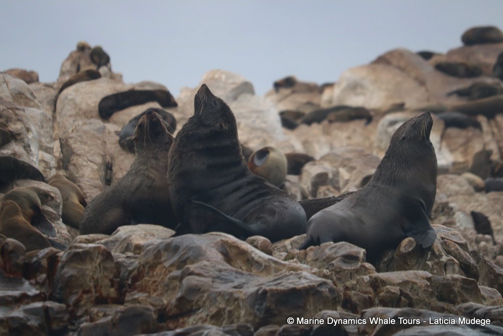 cape fur seal, whale watching, gansbaai, south africa