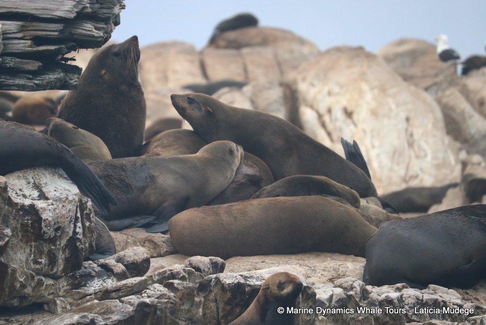 cape fur seal, whale watching, gansbaai, south africa