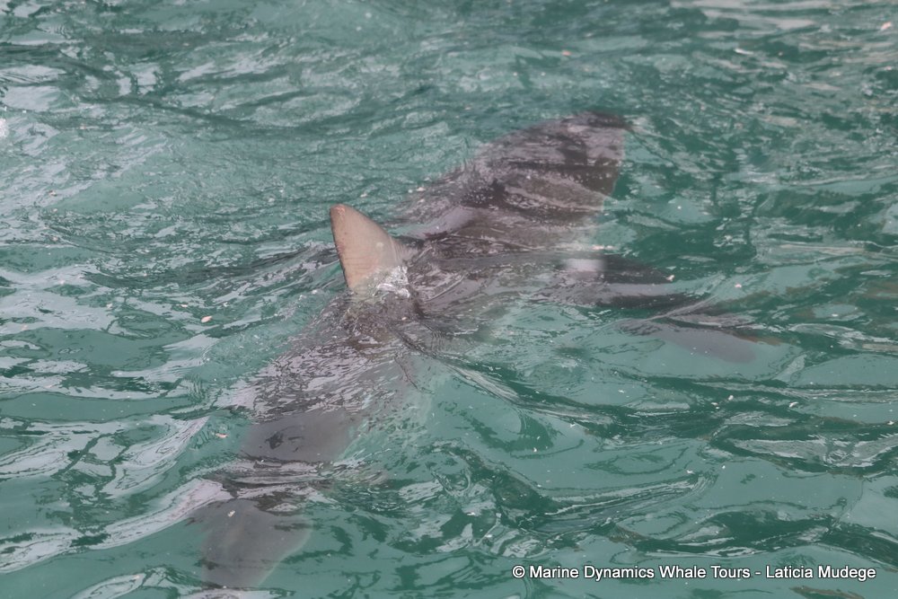 bronze whaler shark, whale watching, gansbaai, south africa,