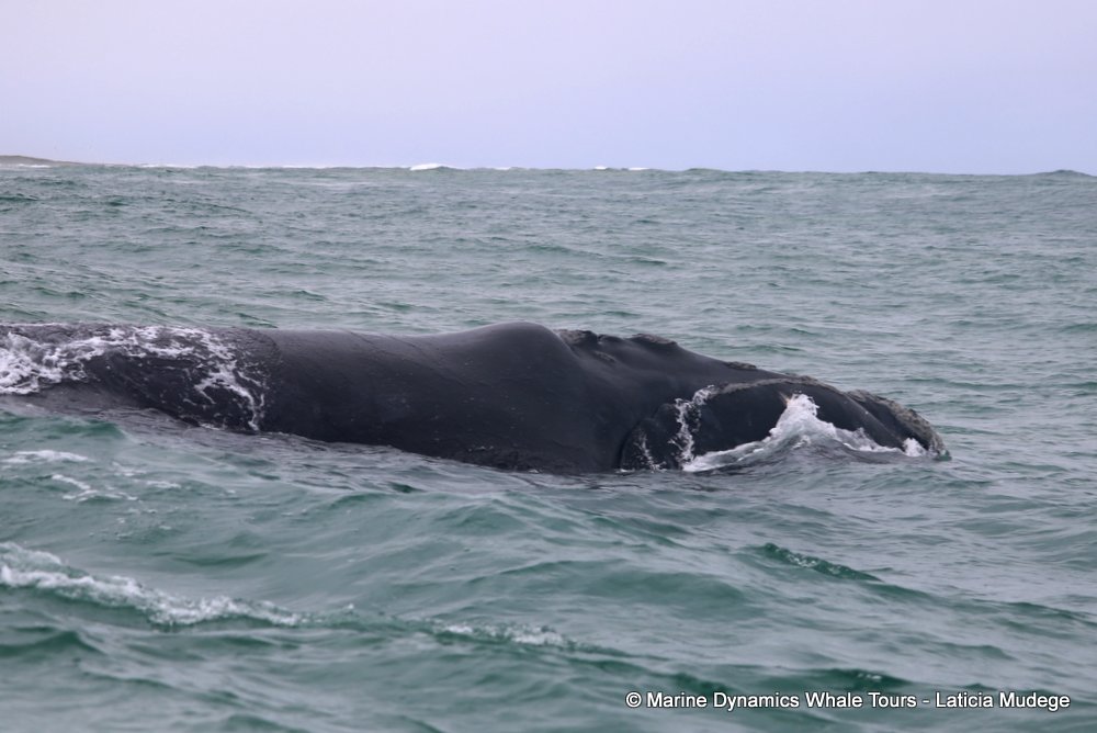 Southern right whale, whale watching, gansbaai, south africa,