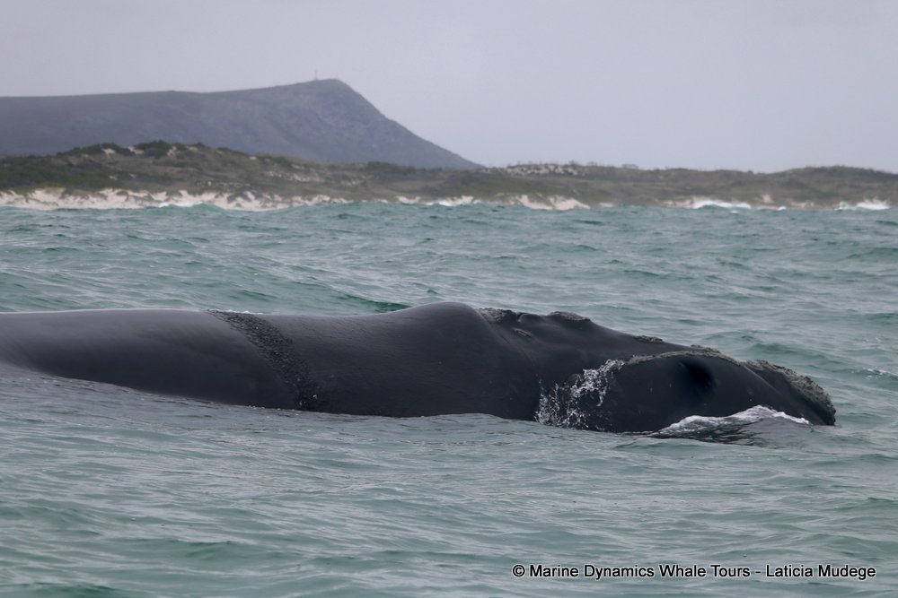 Southern right whale, whale watching, gansbaai, south africa,