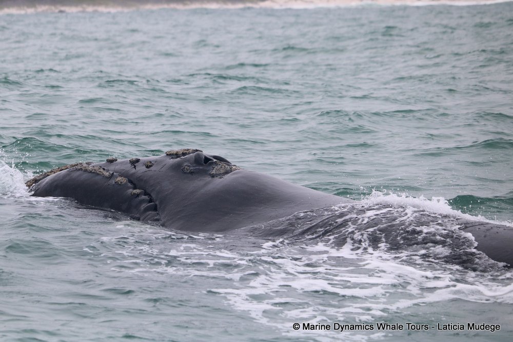 Southern right whale, whale watching, gansbaai, south africa,