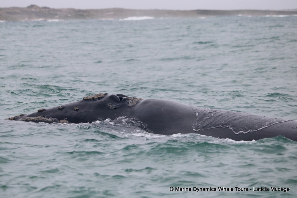 Southern right whale, whale watching, gansbaai, south africa,