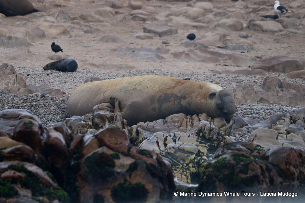 elephant seal, whale watching, gansbaai, south africa