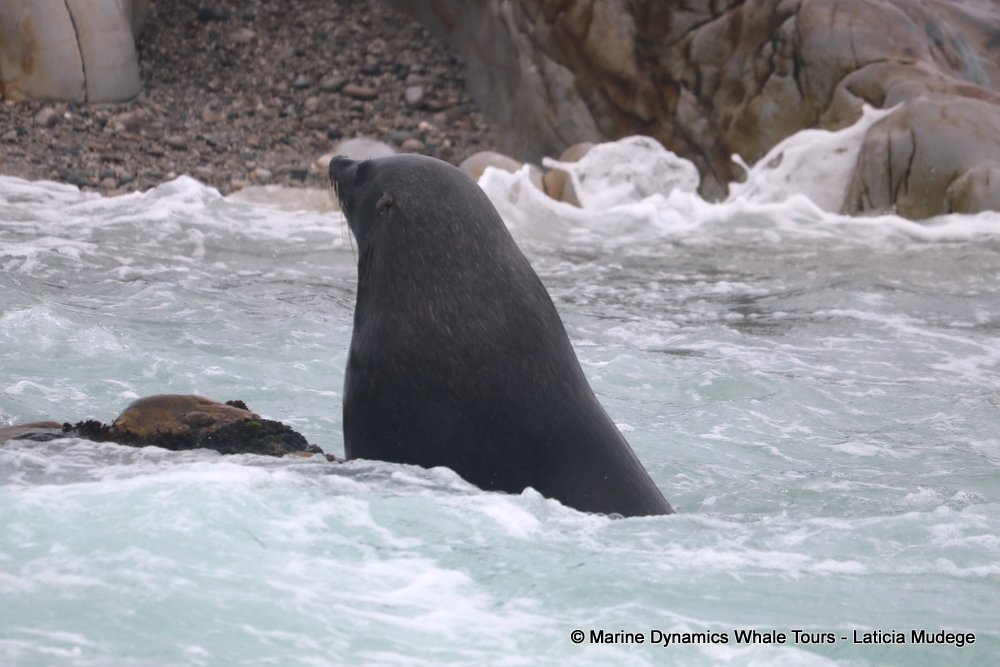 cape fur seal, whale watching, gansbaai, south africa