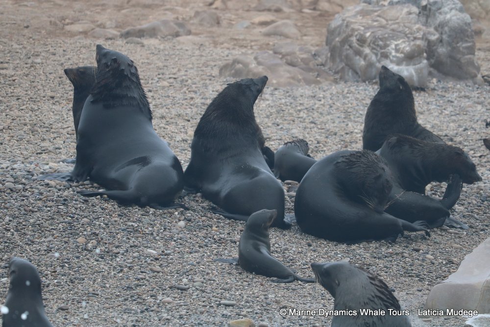 cape fur seal, whale watching, gansbaai, south africa