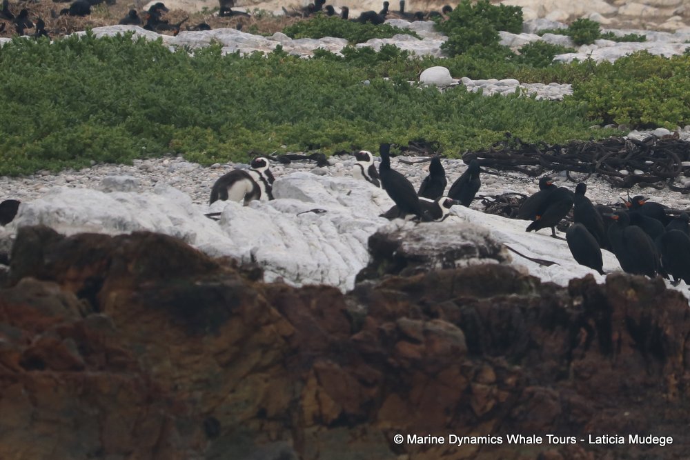 african penguin, whale watching, gansbaai, south africa