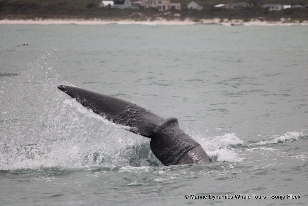 Southern right whale, whale watching, gansbaai, south africa,