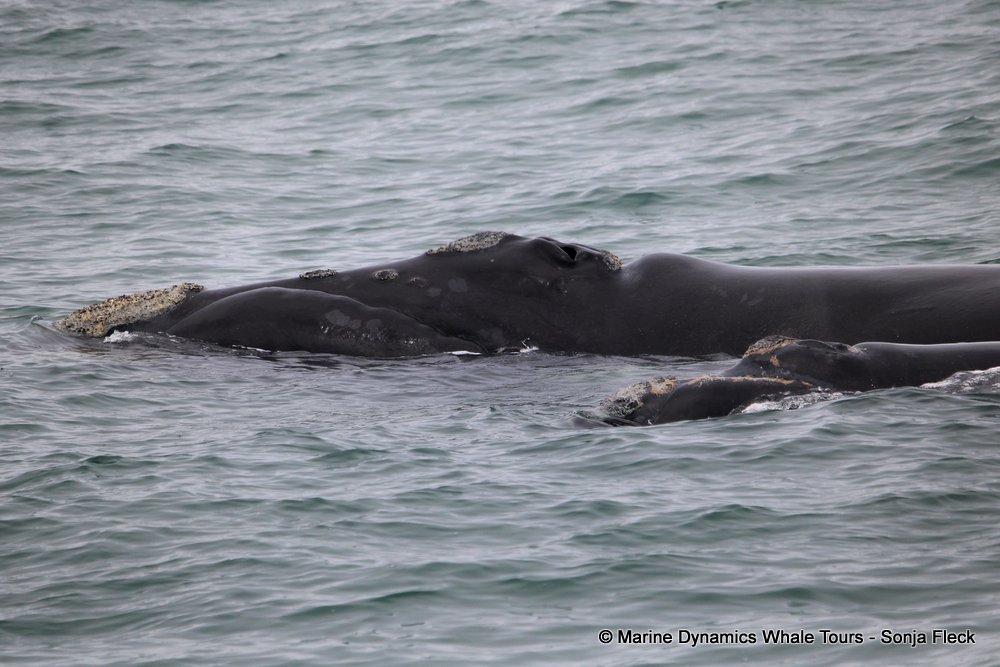 Southern right whale, whale watching, gansbaai, south africa,