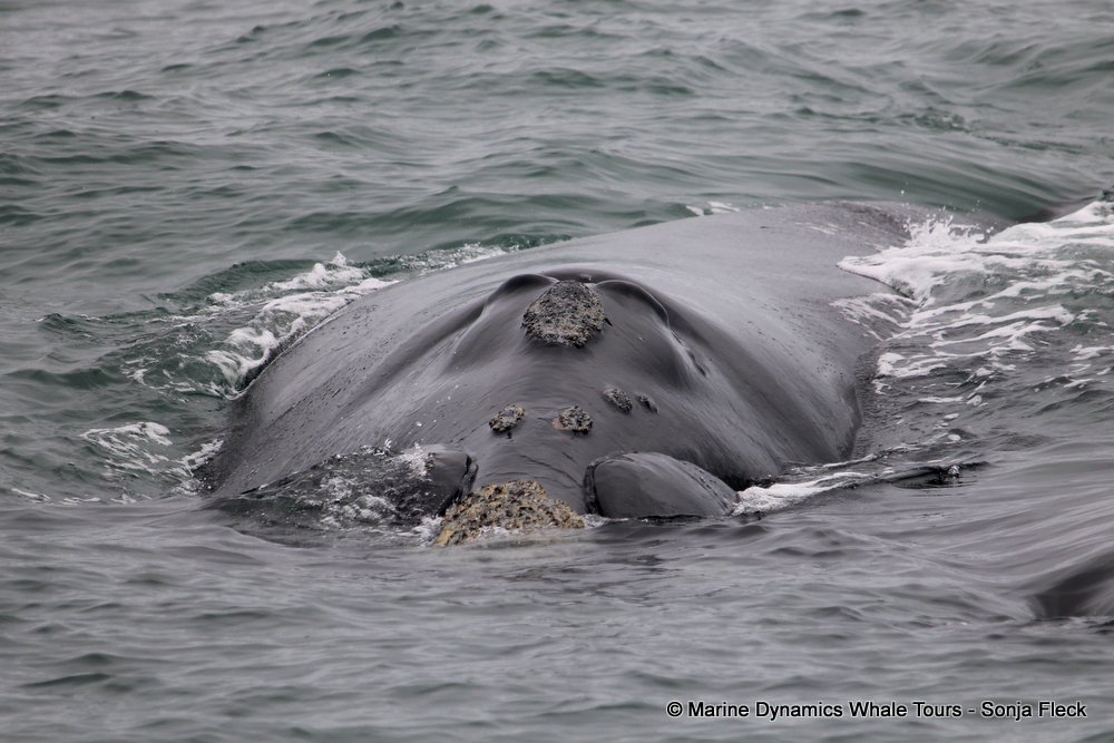Southern right whale, whale watching, gansbaai, south africa,