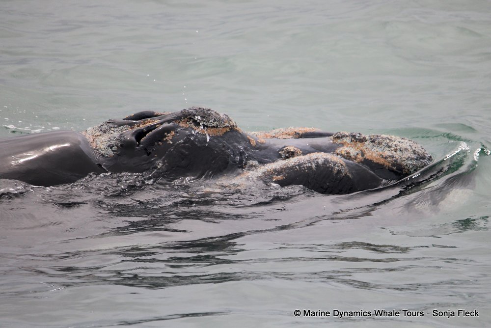 Southern right whale, whale watching, gansbaai, south africa,