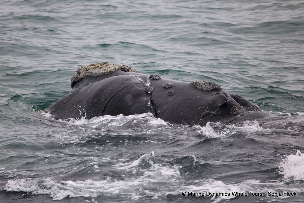 Southern right whale, whale watching, gansbaai, south africa,