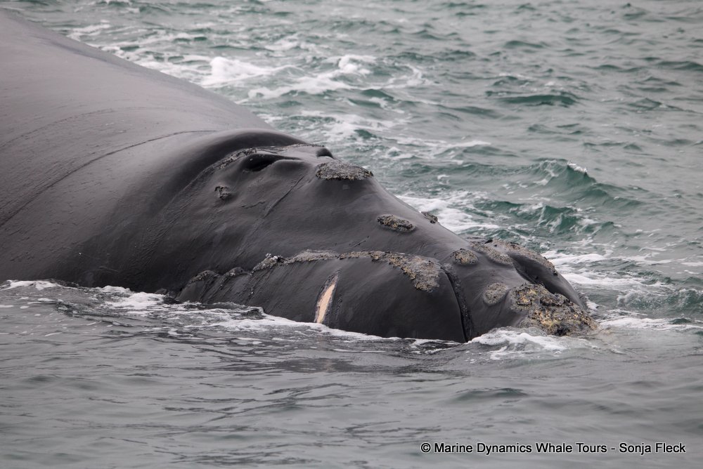 Southern right whale, whale watching, gansbaai, south africa,