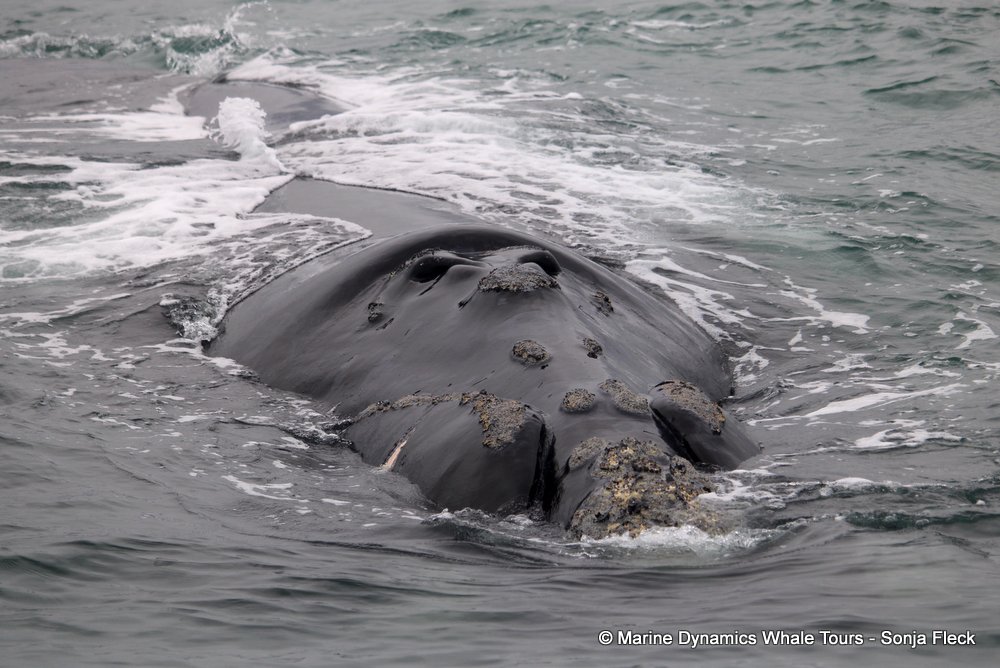 Southern right whale, whale watching, gansbaai, south africa,