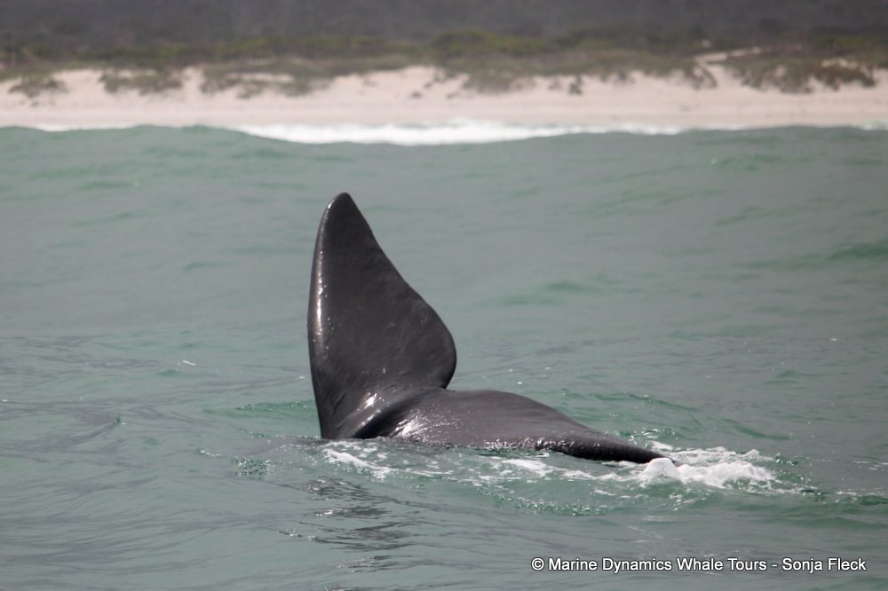 Southern right whale, whale watching, gansbaai, south africa,