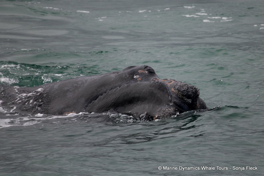 Southern right whale, whale watching, gansbaai, south africa,