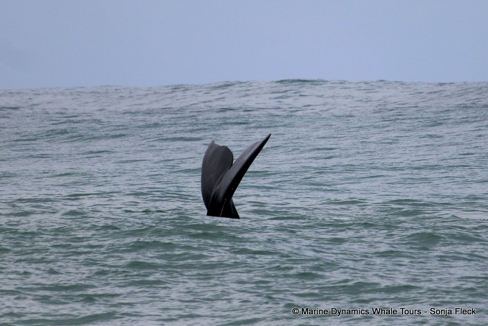 Southern right whale, whale watching, gansbaai, south africa,