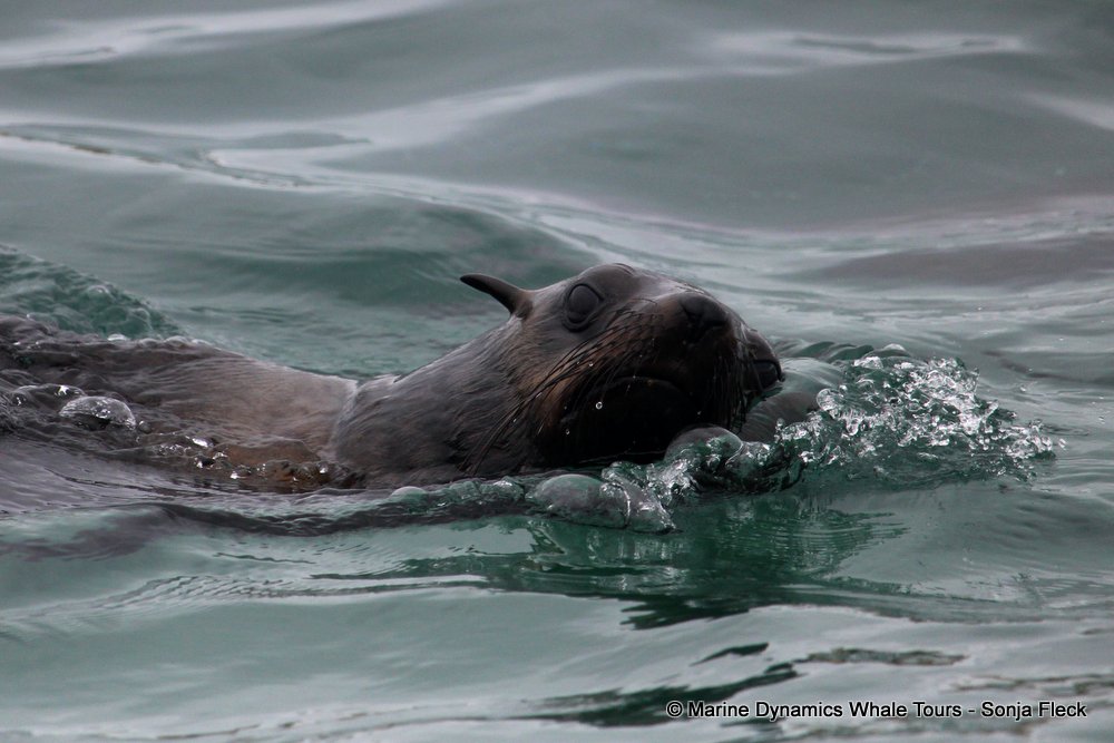 cape fur seal, whale watching, gansbaai, south africa