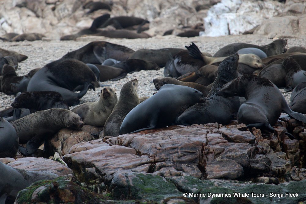 cape fur seal, whale watching, gansbaai, south africa