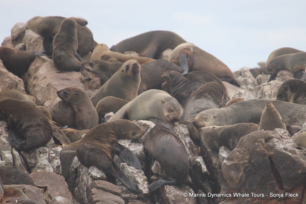 cape fur seal, whale watching, gansbaai, south africa