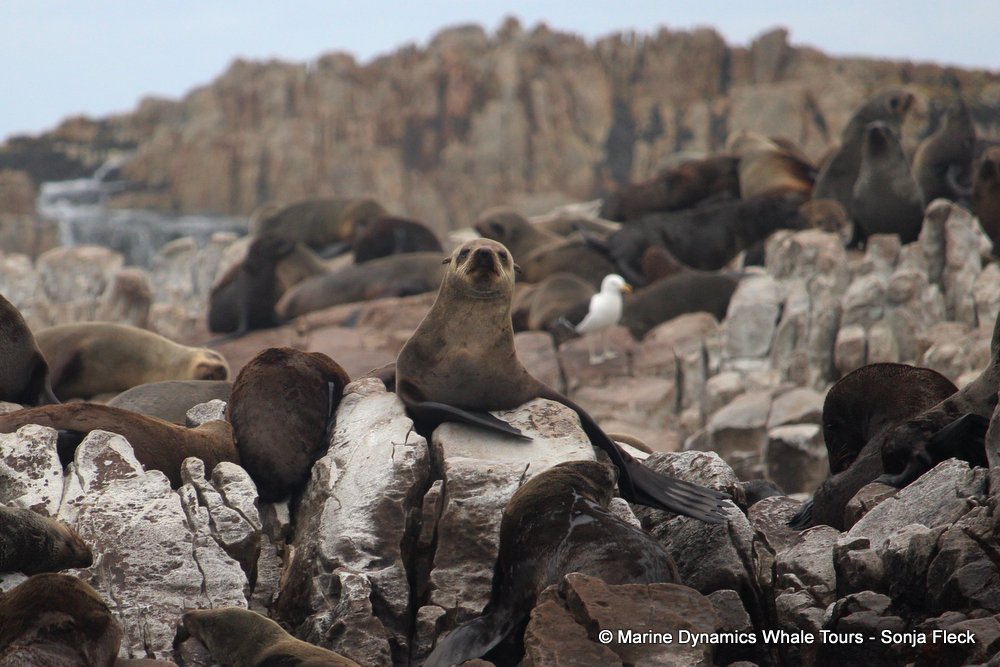 cape fur seal, whale watching, gansbaai, south africa