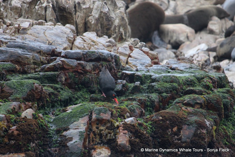 african oystercatcher, whale watching, gansbaai, south africa