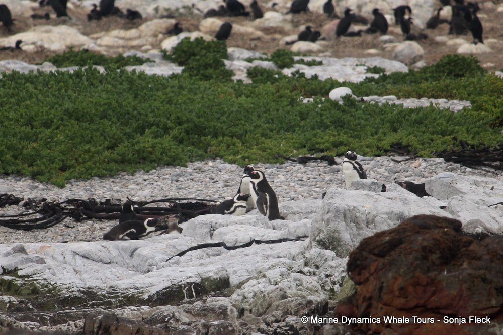 african penguin, whale watching, gansbaai, south africa